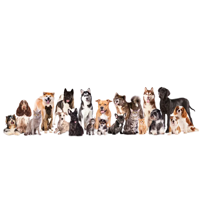 petshop - meu pet figurinhasapp (56).PNG